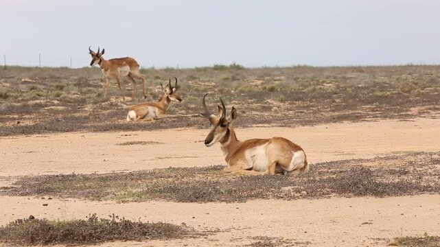BERRENDO PENINSULAR RESERVA DE LA BIOSFERA DEL VIZCAINO
