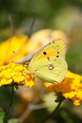 Yellow butterfly on yellow lantana flower