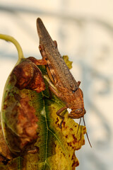 Big brown grasshopper eating a mulberry leaf