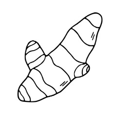 Ginger Root Illustration Hand Drawn