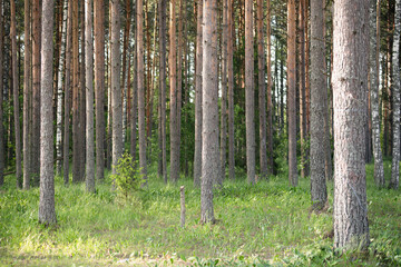 Straight pine trees growing densely in a peaceful summer forest, with green grass and soft natural sunlight.