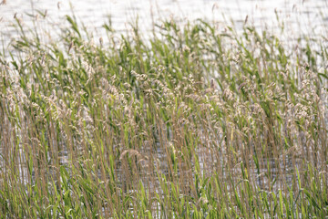 Dense grassy thickets growing in clear water, creating a serene and natural aquatic landscape.