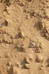 Close-up of sandy surface with scattered small stones, highlighting natural texture and earthy tones.