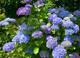 Magnifiques hortensias en fleurs - Bretagne France