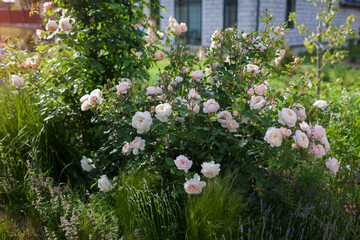 English roses blooming in summer garden at sunset. Crocus rose and Wollerton old hall grow by stipa and lavender. White flowers