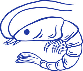 Hand drawn shrimp vector illustration. Doodle seafood isolated on white background. La dolce vita Italy retro style