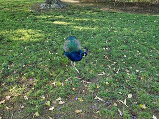 A peacock walking on green grass, showcasing its vibrant feathers and elegant posture. The image captures the beauty and grace of this exotic bird in a natural outdoor setting.

