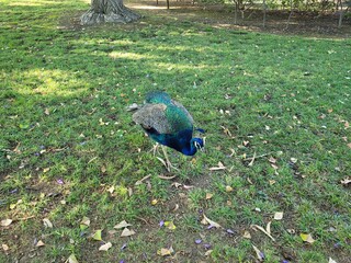 A peacock walking on green grass, showcasing its vibrant feathers and elegant posture. The image captures the beauty and grace of this exotic bird in a natural outdoor setting.

