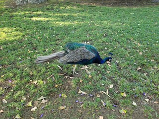 A peacock walking on green grass, showcasing its vibrant feathers and elegant posture. The image captures the beauty and grace of this exotic bird in a natural outdoor setting.

