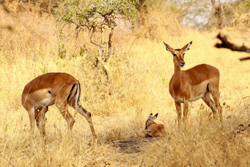 Naklejka premium impala in the wild