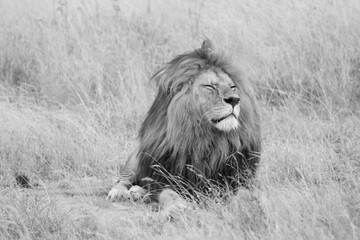 The King VI
