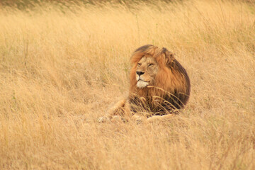 The King VII