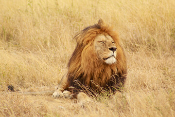 Obraz premium The King VI