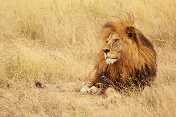 The King VIII