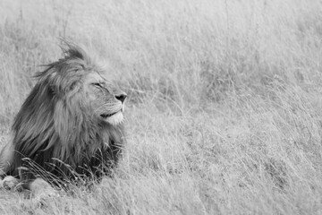 The King V