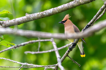 Cedar waxwing perched in a tree.