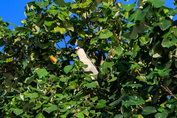 Black-crowned Night Heron with Striking Red Eyes in Lush Foliage, Hong Kong