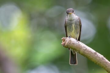 Portrait of an eastern-wood pewee perched on a branch.