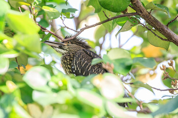 Juvenile Heron Hidden in Green Leaves