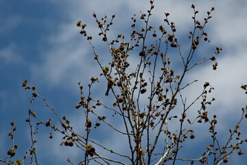 bird perched among budding branches in spring sky