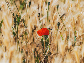 Red poppy among the golden weeds of a field in Andalusia (Spain