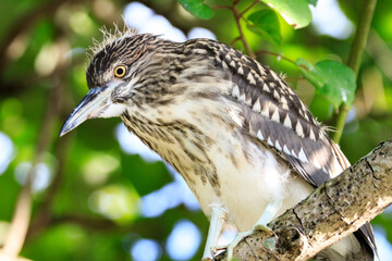 Close-up of Juvenile Night Heron in Natural Habitat