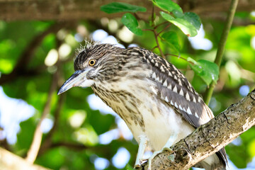 Close-up of Juvenile Night Heron in Natural Habitat