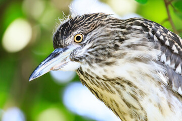 Close-up of Juvenile Night Heron in Natural Habitat
