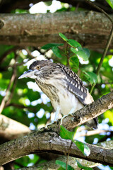 Close-up of Juvenile Night Heron in Natural Habitat
