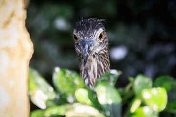 Close-up of Juvenile Night Heron in Natural Habitat