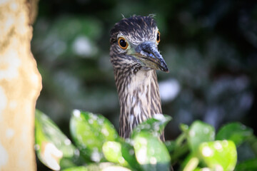 Close-up of Juvenile Night Heron in Natural Habitat
