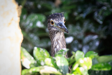 Close-up of Juvenile Night Heron in Natural Habitat