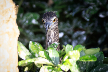 Close-up of Juvenile Night Heron in Natural Habitat