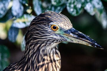 Close-up of Juvenile Night Heron in Natural Habitat