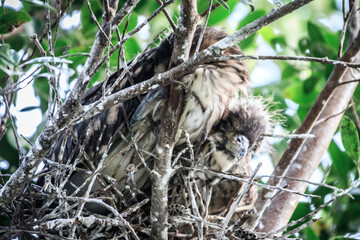 Young Night Heron Resting in Nest