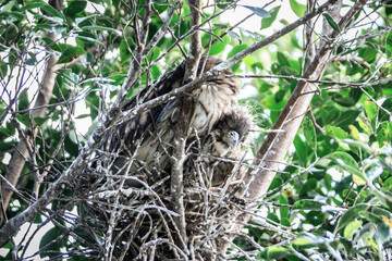 Young Night Heron Resting in Nest