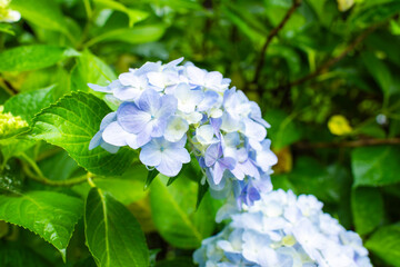 雨に映える紫陽花