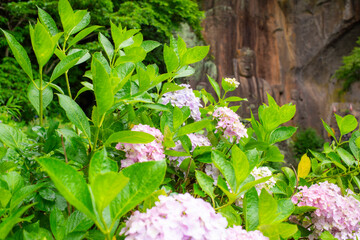 筑紫山普光寺の紫陽花と磨崖仏