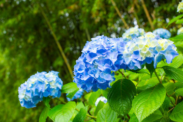 青く咲く紫陽花の花びら