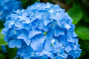 青く咲く紫陽花の花びら