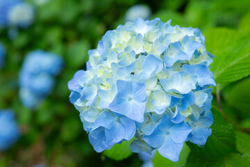 青く咲く紫陽花の花びら