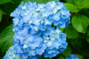 青く咲く紫陽花の花びら