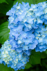 青く咲く紫陽花の花びら