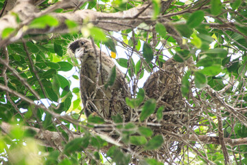Young Night Herons in a Leafy Nest