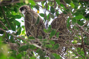 Young Night Herons in a Leafy Nest