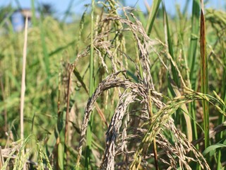 Close up of empty rice fruits without any contents, damaged by stem rot disease