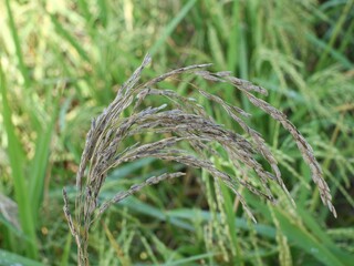 Close up of empty rice fruits without any contents, damaged by stem rot disease