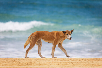 Dingo on the beach