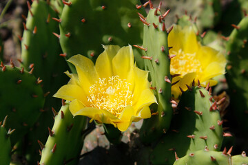 blooming prickly pear cactus with yellow flowers


