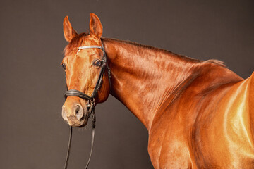 Majestic brown horse showcasing its beauty against a dark background in a calm setting
